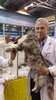 Dumny Kot*PL, Norwegian Forest Cat and Russian Blue cattery