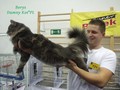 Dumny Kot*PL, Norwegian Forest Cat and Russian Blue cattery