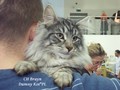 Dumny Kot*PL, Norwegian Forest Cat and Russian Blue cattery