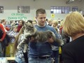 Dumny Kot*PL, Norwegian Forest Cat and Russian Blue cattery