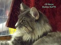 Dumny Kot*PL, Norwegian Forest Cat and Russian Blue cattery