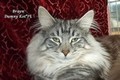 Dumny Kot*PL, Norwegian Forest Cat and Russian Blue cattery