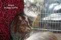 Dumny Kot*PL, Norwegian Forest Cat and Russian Blue cattery