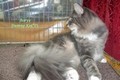 Dumny Kot*PL, Norwegian Forest Cat and Russian Blue cattery