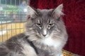 Dumny Kot*PL, Norwegian Forest Cat and Russian Blue cattery