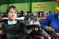 Dumny Kot*PL, Norwegian Forest Cat and Russian Blue cattery