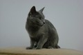 Dumny Kot*PL, Norwegian Forest Cat and Russian Blue cattery