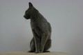 Dumny Kot*PL, Norwegian Forest Cat and Russian Blue cattery