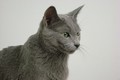 Dumny Kot*PL, Norwegian Forest Cat and Russian Blue cattery