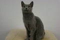 Dumny Kot*PL, Norwegian Forest Cat and Russian Blue cattery