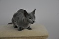 Dumny Kot*PL, Norwegian Forest Cat and Russian Blue cattery