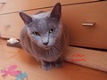 Dumny Kot*PL, Norwegian Forest Cat and Russian Blue cattery