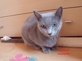 Dumny Kot*PL, Norwegian Forest Cat and Russian Blue cattery