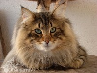 Dumny Kot*PL, Norwegian Forest Cat and Russian Blue cattery