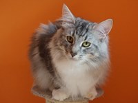 Dumny Kot*PL, Norwegian Forest Cat and Russian Blue cattery