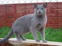 Dumny Kot*PL, Norwegian Forest Cat and Russian Blue cattery