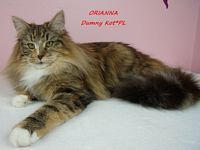 Dumny Kot*PL, Norwegian Forest Cat and Russian Blue cattery