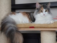 Dumny Kot*PL, Norwegian Forest Cat and Russian Blue cattery