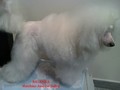 Matthias-Andrew-Sahra FCI, Miniature Poodles and Toy Poodles kennel