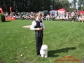 Matthias-Andrew-Sahra FCI, Miniature Poodles and Toy Poodles kennel