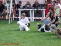 Matthias-Andrew-Sahra FCI, Miniature Poodles and Toy Poodles kennel