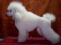 Matthias-Andrew-Sahra FCI, Miniature Poodles and Toy Poodles kennel