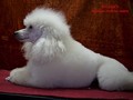 Matthias-Andrew-Sahra FCI, Miniature Poodles and Toy Poodles kennel