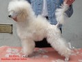 Matthias-Andrew-Sahra FCI, Miniature Poodles and Toy Poodles kennel