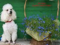 Matthias-Andrew-Sahra FCI, Miniature Poodles and Toy Poodles kennel