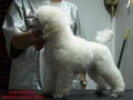 Matthias-Andrew-Sahra FCI, Miniature Poodles and Toy Poodles kennel