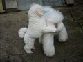 Matthias-Andrew-Sahra FCI, Miniature Poodles and Toy Poodles kennel