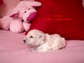 Matthias-Andrew-Sahra FCI, Miniature Poodles and Toy Poodles kennel