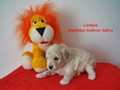 Matthias-Andrew-Sahra FCI, Miniature Poodles and Toy Poodles kennel