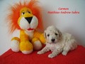 Matthias-Andrew-Sahra FCI, Miniature Poodles and Toy Poodles kennel