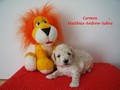 Matthias-Andrew-Sahra FCI, Miniature Poodles and Toy Poodles kennel