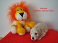 Matthias-Andrew-Sahra FCI, Miniature Poodles and Toy Poodles kennel