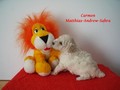 Matthias-Andrew-Sahra FCI, Miniature Poodles and Toy Poodles kennel