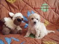 Matthias-Andrew-Sahra FCI, Miniature Poodles and Toy Poodles kennel