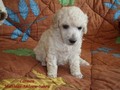 Matthias-Andrew-Sahra FCI, Miniature Poodles and Toy Poodles kennel