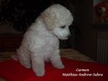 Matthias-Andrew-Sahra FCI, Miniature Poodles and Toy Poodles kennel