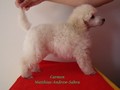 Matthias-Andrew-Sahra FCI, Miniature Poodles and Toy Poodles kennel