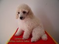 Matthias-Andrew-Sahra FCI, Miniature Poodles and Toy Poodles kennel