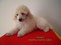 Matthias-Andrew-Sahra FCI, Miniature Poodles and Toy Poodles kennel