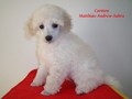 Matthias-Andrew-Sahra FCI, Miniature Poodles and Toy Poodles kennel