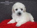 Matthias-Andrew-Sahra FCI, Miniature Poodles and Toy Poodles kennel