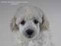 Matthias-Andrew-Sahra FCI, Miniature Poodles and Toy Poodles kennel