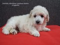 Matthias-Andrew-Sahra FCI, Miniature Poodles and Toy Poodles kennel