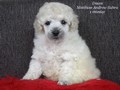 Matthias-Andrew-Sahra FCI, Miniature Poodles and Toy Poodles kennel