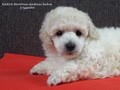 Matthias-Andrew-Sahra FCI, Miniature Poodles and Toy Poodles kennel