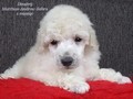 Matthias-Andrew-Sahra FCI, Miniature Poodles and Toy Poodles kennel